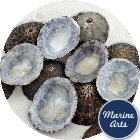 Selected Blue Limpets - Project Pack